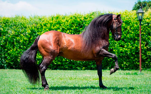 Caballo criollo colombiano, Foto de Agronegocio