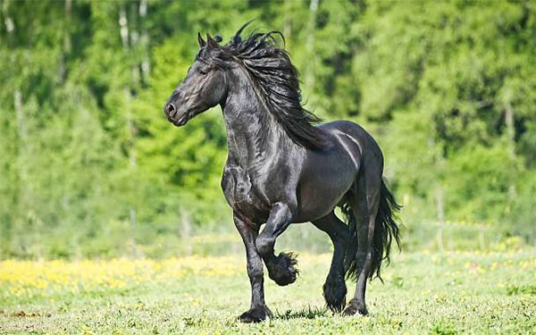 Caballo Frison, Foto de Mascota Doméstica