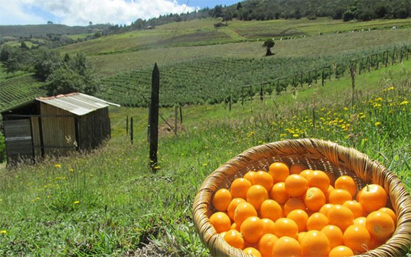Producción agrícola Sumapaz