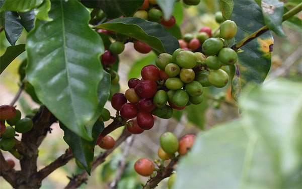 Foto Diariolaeconomía.com