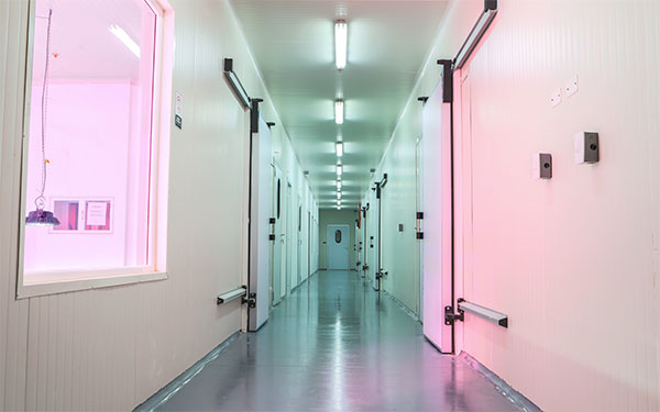 Planta para procesamiento cannabis