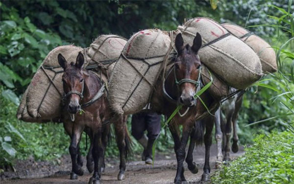 Mulas y arriería