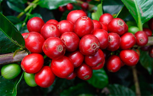 Cereza de café