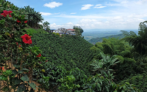 Paisaje cafetero
