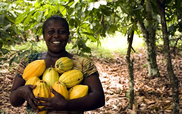 Cosecha de cacao