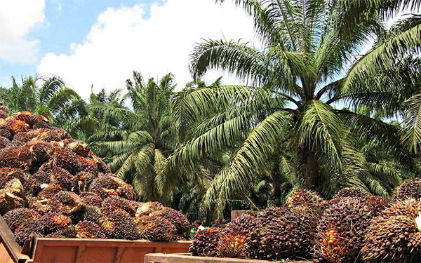 Palma de aceite Palma de aceite