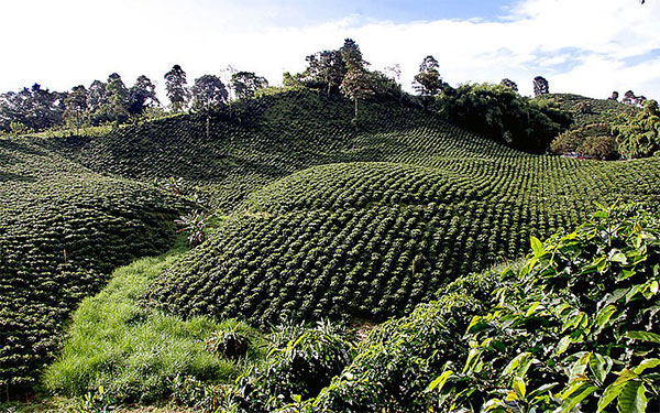 Cafetales de Caldas