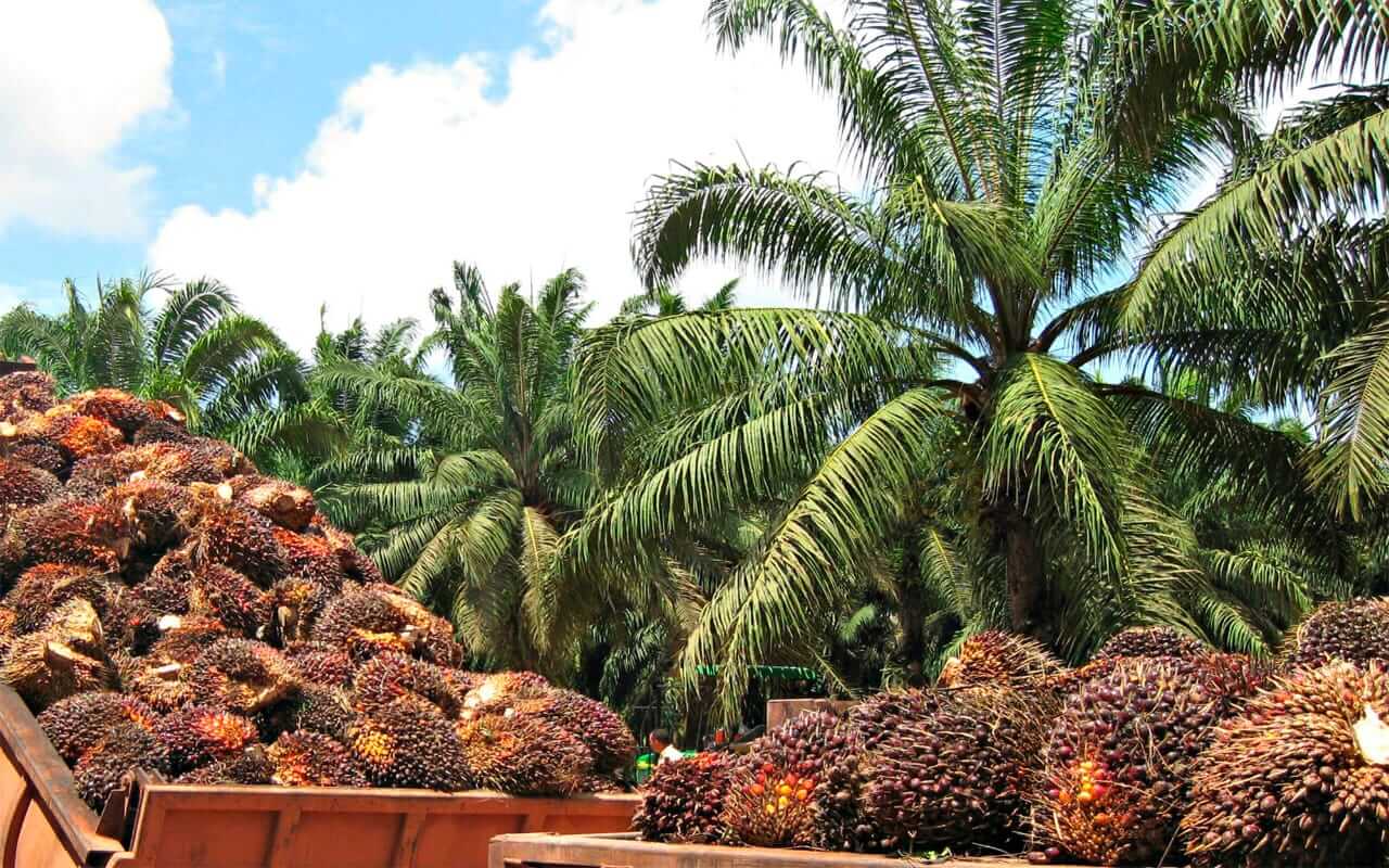 Colombia exporta hoy algo más del 50 por ciento de aceite de palma al mercado internacional