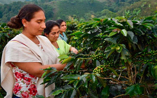 Foto Federación Nacional de Cafeteros