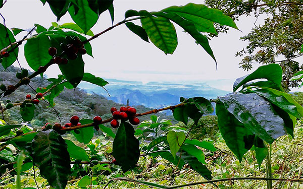 Foto Caficosta