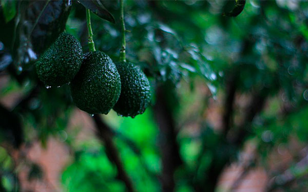 Imagen-de-Alessandra-Ceja-en-Pixabay