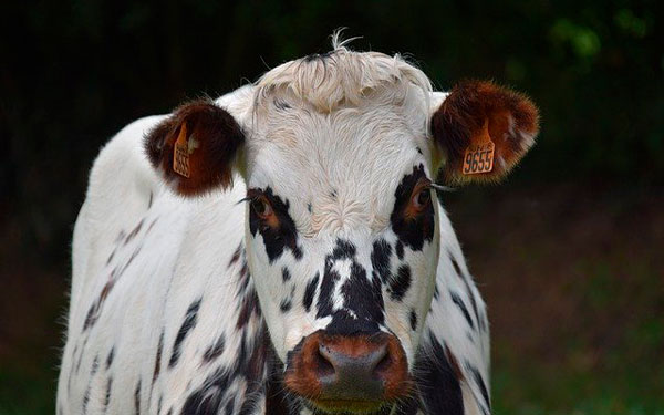 Imagen de-JackieLou-DL-en-Pixabay