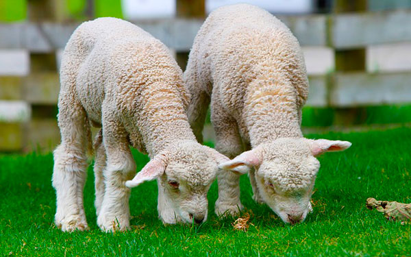 Imagen-de-Holger-Detje-en-Pixabay