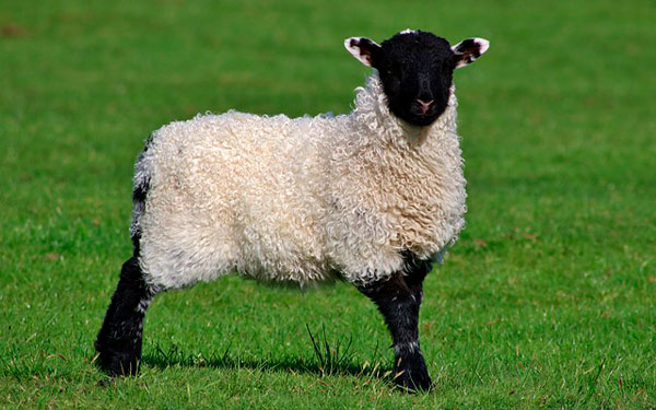 Imagen-de-Milesl-en-Pixabay