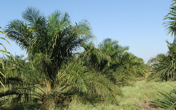 A&ntilde;o 2017 cierra con r&eacute;cord en producci&oacute;n de aceite de palma