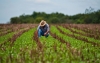 2017 pas&oacute; a la historia como el mejor a&ntilde;o en cr&eacute;dito agropecuario