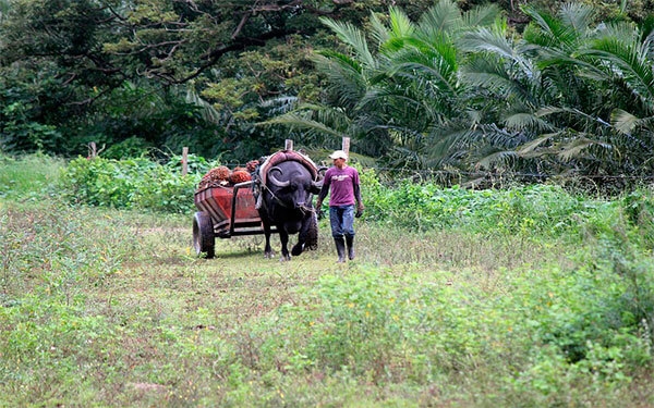 MinAgricultura apuesta por 90.000 empleos al a&ntilde;o