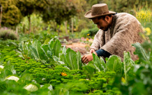 Campesinos colombianos: La importaci&oacute;n de alimentos es humillante