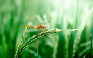Arroceros en alerta por s&uacute;bita caida de los precios