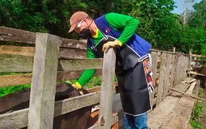 Comenz&oacute; vacunaci&oacute;n contra fiebre aftosa en zonas de frontera