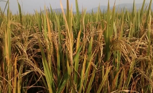 Los agricultores deben tener trato tributario preferencial: Fedearroz