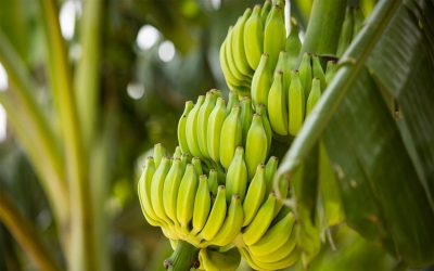 Exportaciones de banano no se ver&aacute;n afectadas por Marchitez