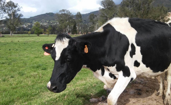 Medidas para el sector l&aacute;cteo son insuficientes: Fedeg&aacute;n