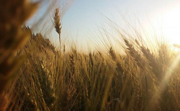 El clima y la falta de garant&iacute;as de inversi&oacute;n, los nudos del campo