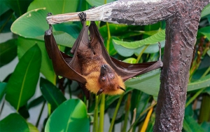 La culpa no es del murci&eacute;lago sino de la irracionalidad econ&oacute;mica mundial