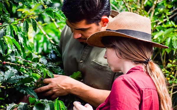 Brasil, Colombia y Honduras: la pandemia sacude el tablero cafetero mundial
