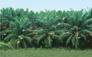 Agroindustria de la palma dice que es compatible con el ecosistema