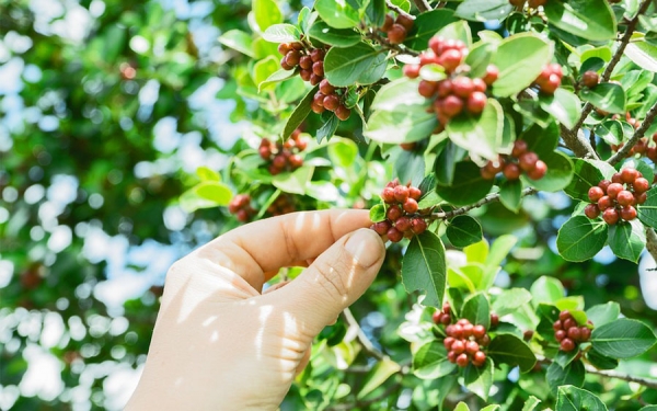 Productividad y precios, el gran reto cafetero: V&eacute;lez Vallejo