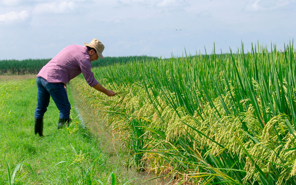 FedearrozBIOZn035, primera variedad de arroz biofortificado con zinc