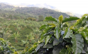 Punto de equilibrio de tasa de cambio cafetera es de $3.000