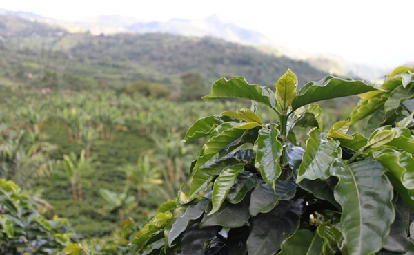 Punto de equilibrio de tasa de cambio cafetera es de $3.000