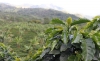 Punto de equilibrio de tasa de cambio cafetera es de $3.000