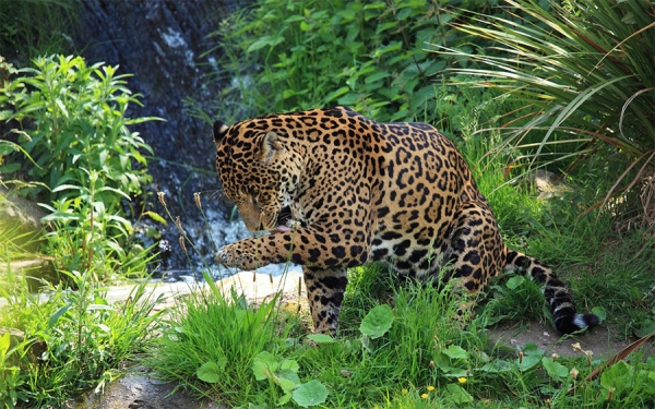 Hay que frenar la voracidad contra los bosques y las especies: Discovery