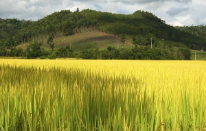 Gobierno anuncia paquete de medidas para atender al sector arrocero