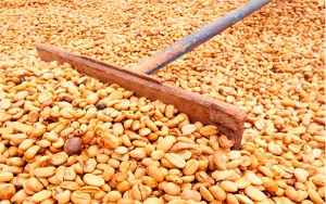 Producci&oacute;n cafetera de Colombia cae 28% en abril