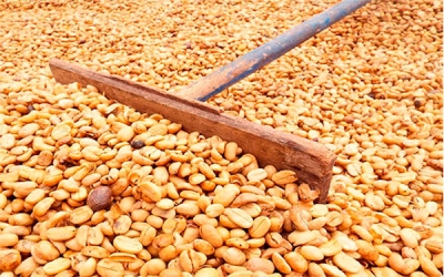 Producci&oacute;n cafetera de Colombia cae 28% en abril