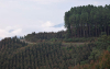Inseguridad le da madera a red forestal colombiana