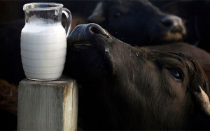 Reforma agraria, bienvenida bajo el respeto y la consecuencia: Asob&uacute;falos