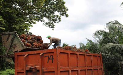 Recortar presupuesto del agro, una p&eacute;sima se&ntilde;al al desarrollo: Fedepalma