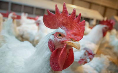Comer pollo no altera la salud ni la sexualidad: Cobb-Vantress