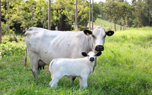 Ganado precursor, con potencial y mucho valor: Asocriollos