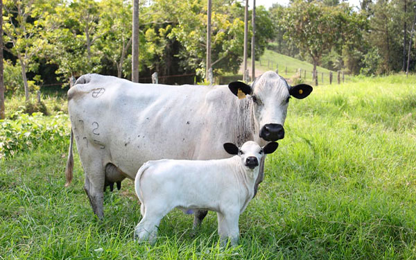 Ganado precursor, con potencial y mucho valor: Asocriollos