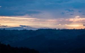 Piden mayor atenci&oacute;n a los cafeteros con los niveles de roya