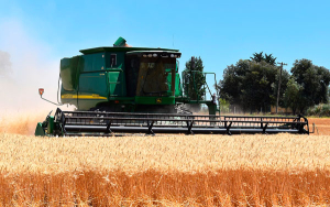 Rusia enviar&aacute; gratis 50.000 toneladas de cereales a seis pa&iacute;ses africanos