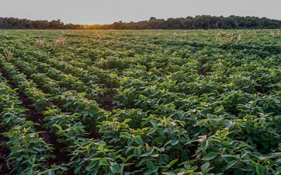 Producci&oacute;n de semillas, vital en alimentaci&oacute;n y desarrollo rural