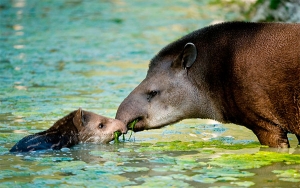 Carne del monte, un consumo peligroso que tambi&eacute;n se ve en Colombia